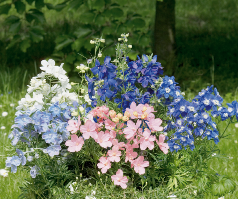 
                        Delphinium
             
                        grandiflorum
             
                        Summer
            