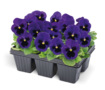 
                        Viola
             
                        wittrockiana F₁
             
                        Inspire® Plus
             
                        Blue Blotch
            