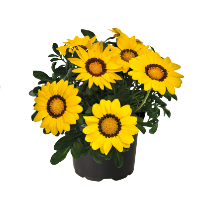 
                        Gazania
             
                        rigens F₁
             
                        Zany™
             
                        Yellow
            