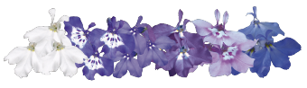 
                        Lobelia
             
                        erinus
             
                        Palace
             
                        Mix
            