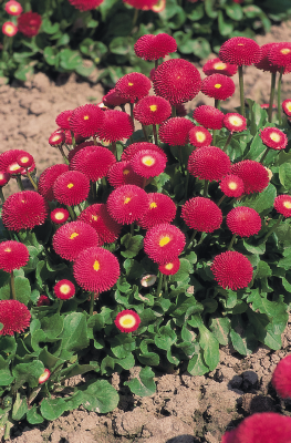 Bellis Perennis Tasso Deep Rose Benary Bellis Perennis Tasso Deep Rose Benary