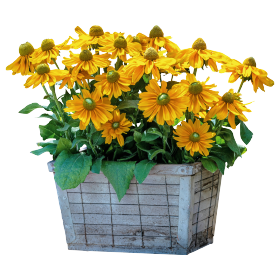 Rudbeckia hirta Amarillo Gold 