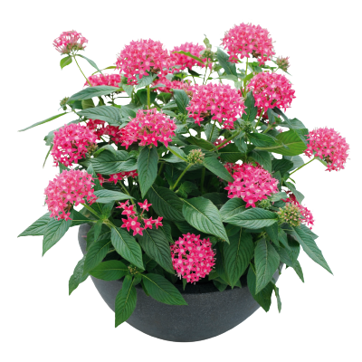 
                        Pentas
             
                        lanceolata F₁
             
                        Graffiti®
             
                        True Pink
            