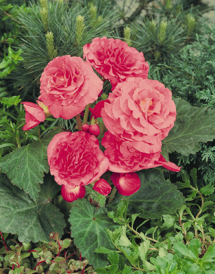 
                        Begonia
             
                        tuberhybrida F₁
             
                        Nonstop®
             
                        Pink
            