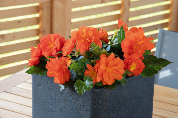 Begonia tuberhybrida F₁ Nonstop® Sunset | Benary