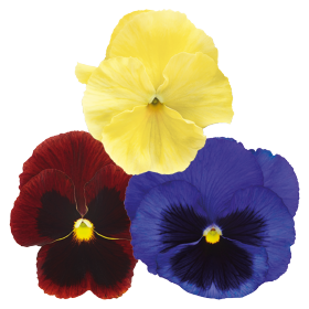   Inspire® Plus Wine Country Mix