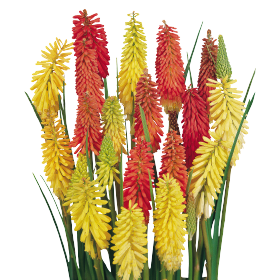 Kniphofia uvaria Flamenco 