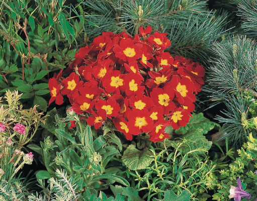 Primula elatior F₁ Crescendo® Bright Red | Benary