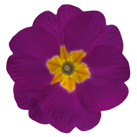 Piano Violet