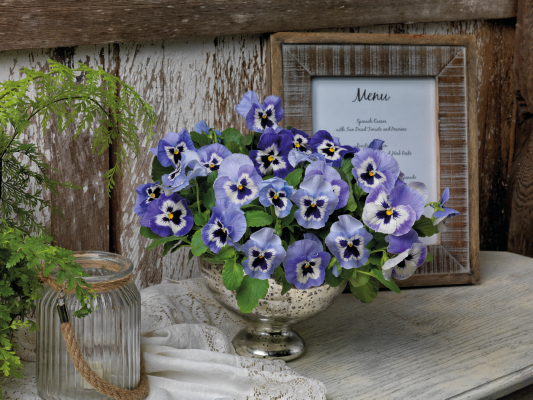 Viola wittrockiana F₁ Inspire® Plus Marina | Benary