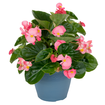 Begonia x benariensis F₁ BIG Deep Pink Green Leaf | Benary