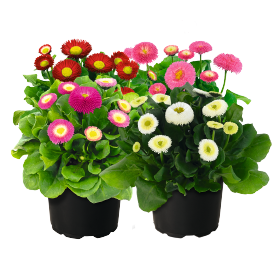   BellaDaisy Mix