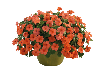 
                        Impatiens
             
                        walleriana F₁
             
                        Lollipop
             
                        Peach (Salmon)
            