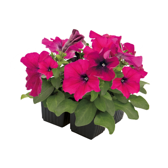 
                        Petunia
             
                        x hybrida F₁
             
                        BOOM!™ HD
             
                        Burgundy
            