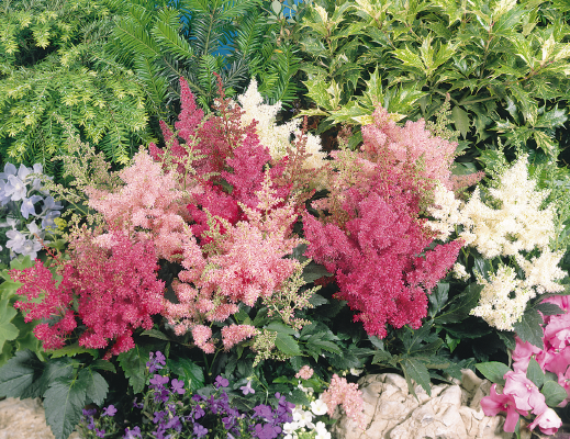 
                        Astilbe
             
                        arendsii
             
                        Astary®
             
                        Mix (incl. Pink)
            