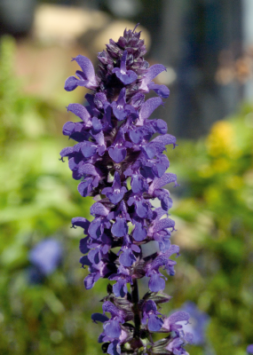 
                        Salvia
             
                        x superba
             
                        Adora
            