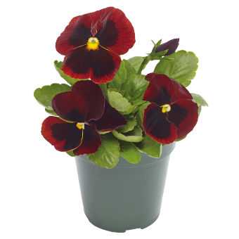 Viola
             
                        wittrockiana F₁
             
                        Inspire® Plus
             
                        Red Blotch