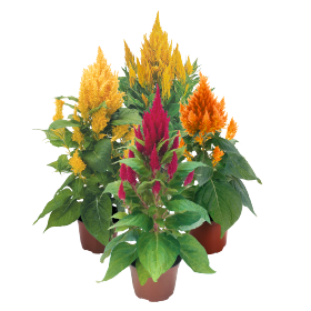 
                        Celosia
             
                        plumosa
             
                        Fresh Look
             
                        Mix
            