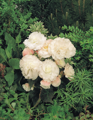 
                        Begonia
             
                        tuberhybrida F₁
             
                        Nonstop®
             
                        Appleblossom
            