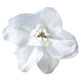   Benarys Pacific Galahad