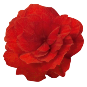   Nonstop® Mocca Scarlet