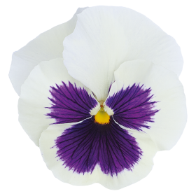   Inspire® Plus White Blotch