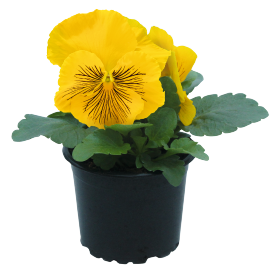 Cats® Plus Yellow