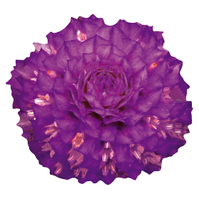  Buddy Purple