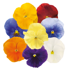 Viola wittrockiana F₁ Inspire® Plus Lavender Blotch Shades | Benary