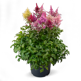 Astilbe arendsii Rhapsody 