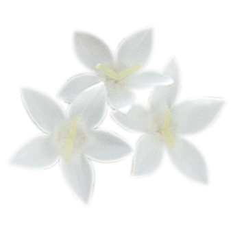 Pentas
lanceolata F₁
Graffiti®
White