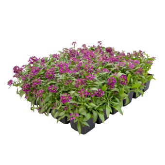 Lobularia
             
                        maritima
             
                        Wonderland®
             
                        Deep Purple