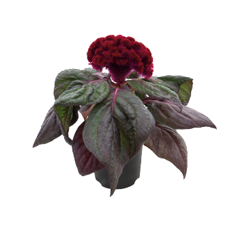 
                        Celosia
             
                        cristata
             
                        Brainiac
             
                        Raven Red
            