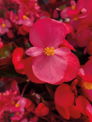 
                        Begonia
             
                        x benariensis F₁
             
                        BIG®
             
                        Deep Rose Bronze Leaf
            