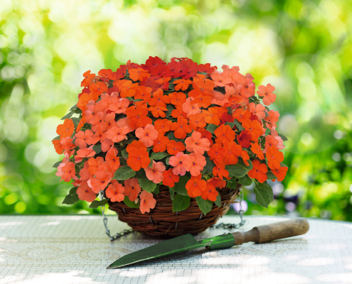 
                        Impatiens
             
                        walleriana F₁
             
                        Lollipop
             
                        Peach (Salmon)
            