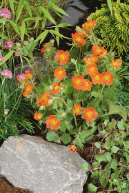 Geum coccineum Koi