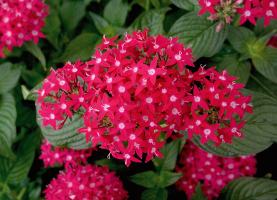 Pentas lanceolata F₁ Kaleidoscope Deep Rose | Benary