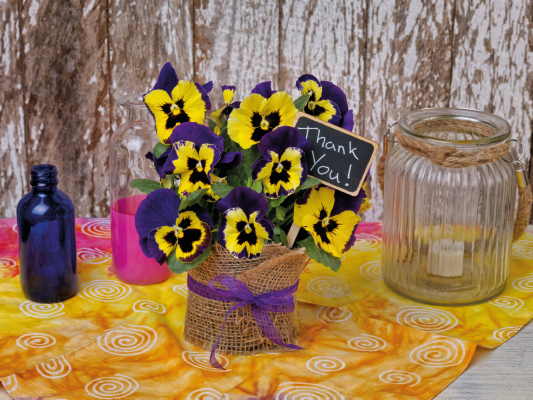 Viola wittrockiana F₁ Inspire® Plus Yellow Purple Wing | Benary