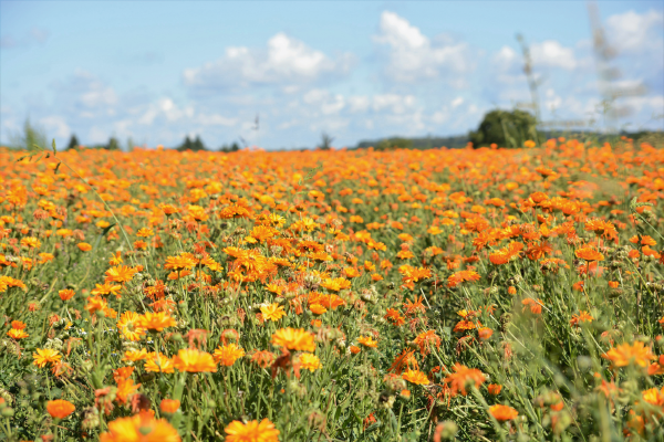 
                        Calendula
             
                        officinalis
             
                        Touch of Red
             
                        Orange
            