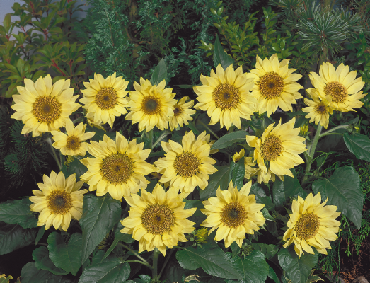 
                        Helianthus
             
                        annuus
             
                        Pacino®
             
                        Lemon
            