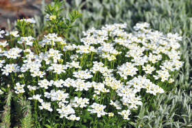 Iberis sempervirens Snow Flurries