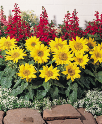 
                        Helianthus
             
                        annuus
             
                        Pacino®
             
                        Gold
            