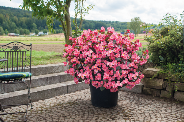 
                        Begonia
             
                        x benariensis F₁
             
                        BIG® DeluXXe®
             
                        Rose Bronze Leaf
            