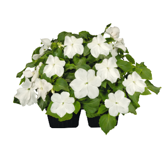 
                        Impatiens
             
                        walleriana F₁
             
                        Lollipop
             
                        Coconut (White)
            