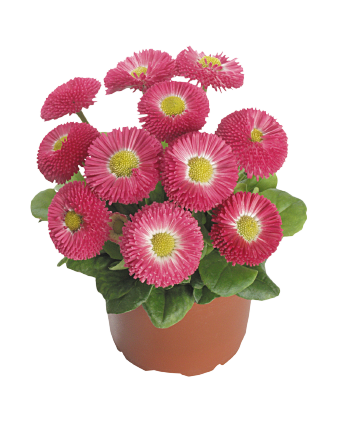 
                        Bellis
             
                        perennis
             
                        Speedstar® Plus
             
                        Rose
            