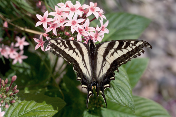 
                        Pentas
             
                        lanceolata F₁
             
                        Kaleidoscope
             
                        Appleblossom
            