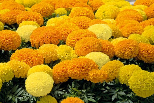 
                        Tagetes
             
                        erecta F₁
             
                        Discovery
             
                        Mix
            