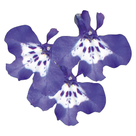 Palace Blue with Eye