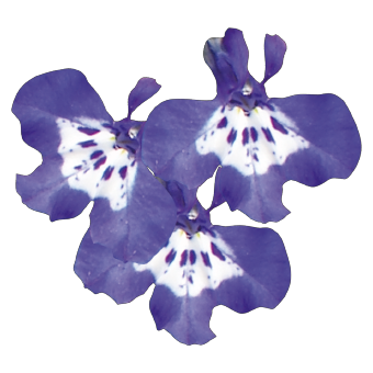 
                        Lobelia
             
                        erinus
             
                        Palace
             
                        Blue with Eye
            