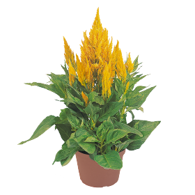Celosia plumosa Fresh Look Yellow